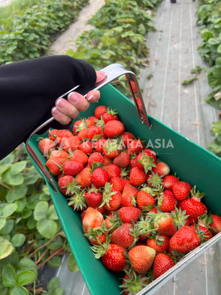 Strawberry Plucking in France